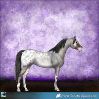 Horse Color:Blue Onyx Roan Near Leopard Rabicano 