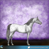 Horse Color:Blue Roan Appaloosa Rabicano