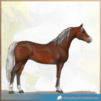 Horse Color:Silver Bay 