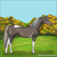 Horse Color:Silver Black Tobiano 