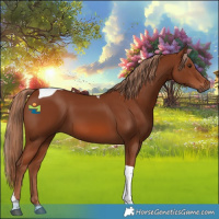 Horse Color:Chestnut Tobiano 