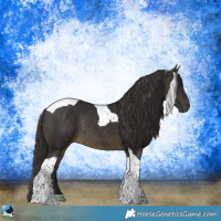 Horse Color:Buckskin Tobiano Rabicano