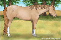 Horse Color:Chestnut Pearl