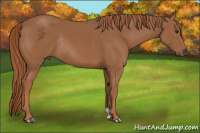 Horse Color:Chestnut Rabicano 
