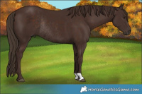 Horse Color:Liver Chestnut Rabicano 