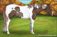 Horse Color:Liver Chestnut Tobiano Rabicano 