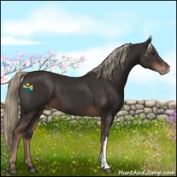 Horse Color:Liver Chestnut Appaloosa 