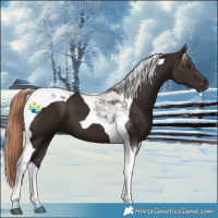 Horse Color:Liver Chestnut Tobiano 