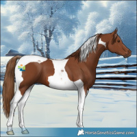 Horse Color:Chestnut Tobiano 