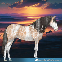 Horse Color:White Spotted Bay Dun 