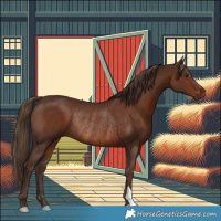 Horse Color:Liver Chestnut Rabicano 