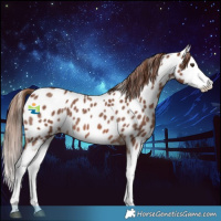 Horse Color:Red Roan Splash Near Leopard 