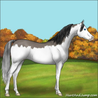 Horse Color:Grullo Splash 