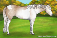 Horse Color:Gray Silver Bay Dun Splash Tobiano 
