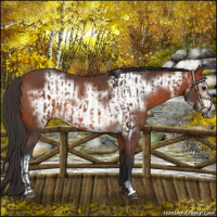 Horse Color:Bay Rabicano  and Bay Frame Rabicano 