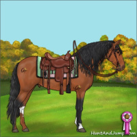 Horse Color:Bay Rabicano 