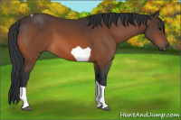 Horse Color:Bay Tobiano 