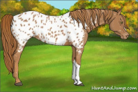 Horse Color:Chestnut Appaloosa 