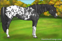 Horse Color:Blue Roan Appaloosa 