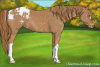 Horse Color:Chestnut Appaloosa 