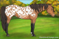 Horse Color:Bay Appaloosa 