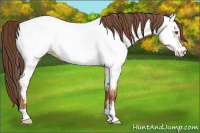 Horse Color:Bay Dun Appaloosa 