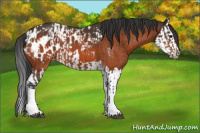 Horse Color:Bay Appaloosa  and Bay Splash Appaloosa 