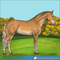 Horse Color:Palomino 