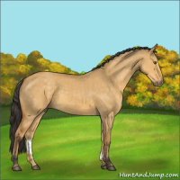 Horse Color:Buckskin Dun 