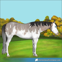 Horse Color:Brown Roan Dun Sabino Splash