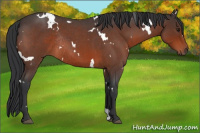Horse Color:White Spotted Brown Roan Rabicano 