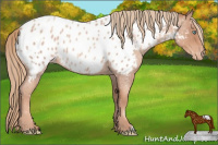 Horse Color:Gold Champagne Roan Appaloosa 