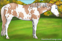 Horse Color:White Spotted Gold Champagne Sabino Splash 