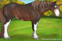 Horse Color:Liver Chestnut Sabino 
