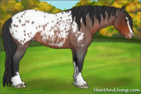 Horse Color:Brown Roan Sabino Appaloosa 