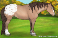 Horse Color:Sable Champagne Roan Sabino Appaloosa Rabicano 