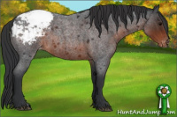 Horse Color:Brown Roan Snowcap 