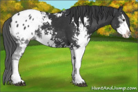 Horse Color:Black Sabino Appaloosa 