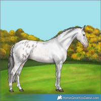 Horse Color:Liver Red Roan Sabino Appaloosa 