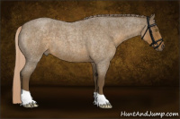 Horse Color:Chocolate Palomino Roan 