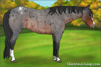 Horse Color:Brown Roan Sabino Appaloosa Rabicano 