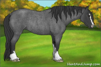 Horse Color:Blue Roan Sabino Rabicano 