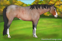 Horse Color:Bay Roan Sabino 