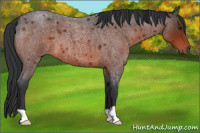 Horse Color:Brown Roan