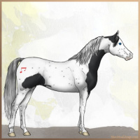 Horse Color:Black Splash Tobiano