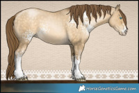 Horse Color:White Spotted Buckskin Pearl Dun Sabino 