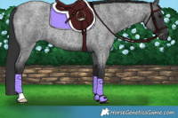 Horse Color:Blue Roan 