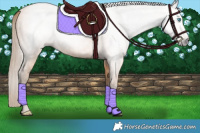 Horse Color:Gray Perlino