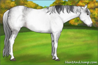 Horse Color:Gray White Spotted Brown