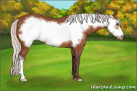 Horse Color:Silver Bay Frame Appaloosa 